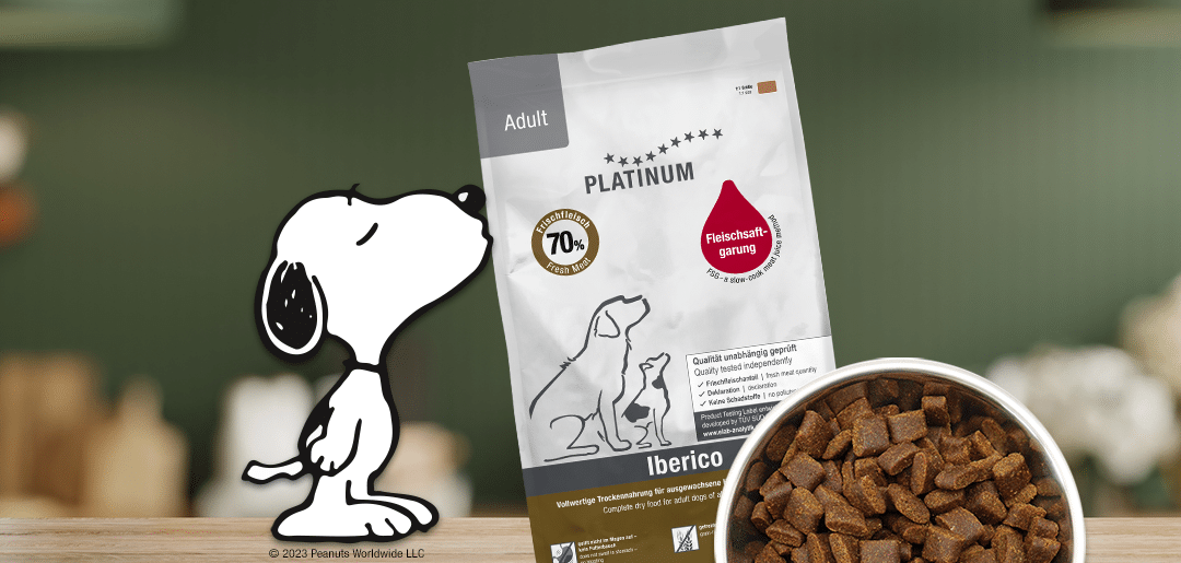 Bienvenue aux chiens